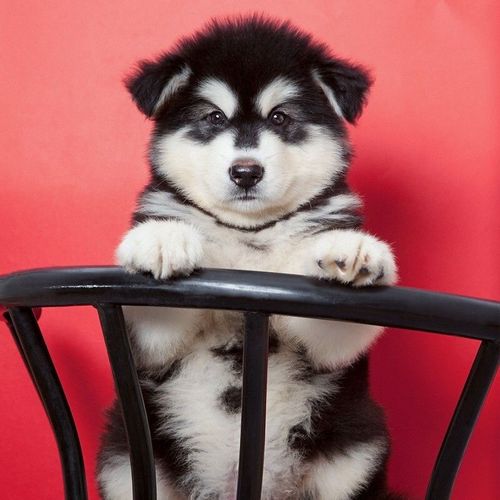 阿拉斯加幼犬阿拉斯加犬活体幼犬哈士奇黑色狗狗活体大型犬幼崽