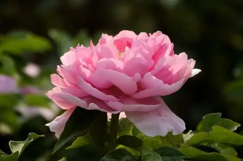 牡丹花五一节盛开