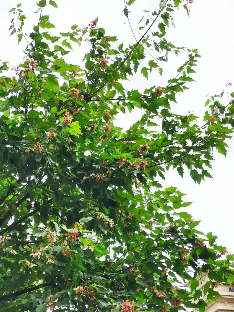 三角槭一般生于海拔300—1000米的阔叶林中. - 抖音