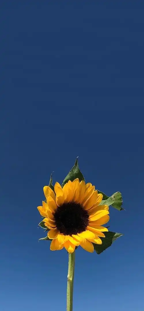 有没有都是向日葵的壁纸呢,让人看了心情超好的? - 知乎