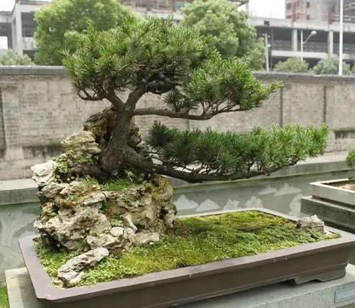 上一页: 盆景展作品图片下一页: 大型山石树桩盆景图片 分享