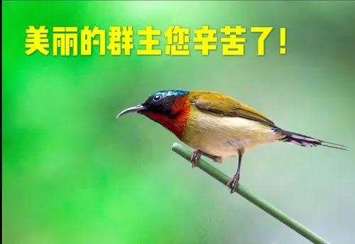 五) 凡是我的群主: (六) 狗年即将结束, (七) 特请老寿星祝福, (浦照