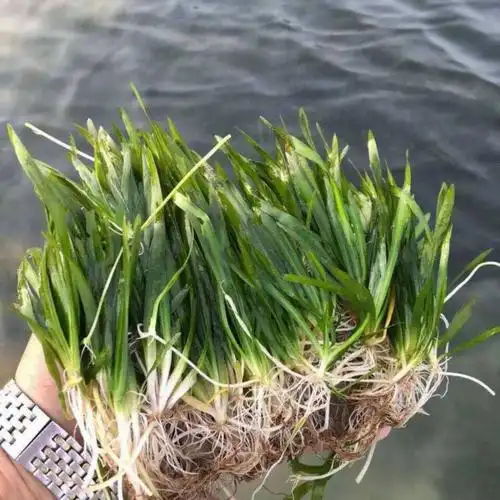 四季短叶矮生苦草淡水养殖专用水草