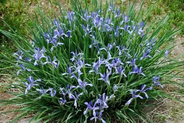 文学作品中常见的花草