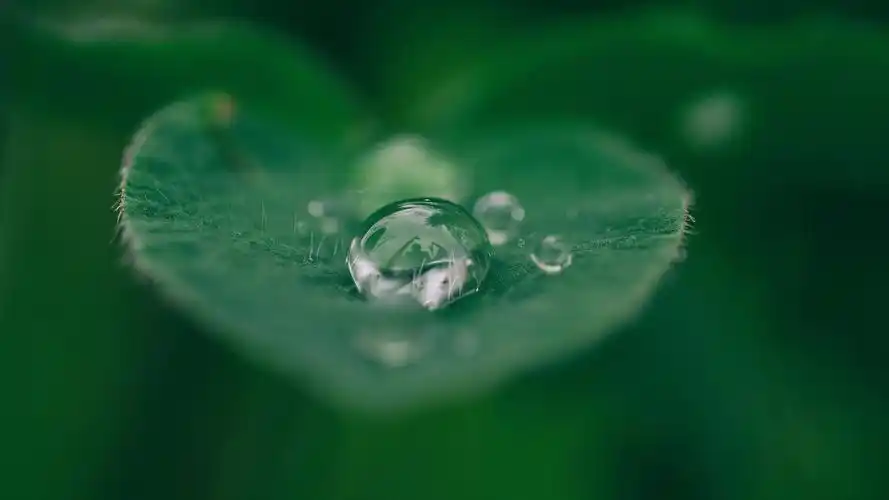 清新绿叶上的露珠图片高清宽屏桌面壁纸