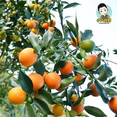 小六视野 广西融安新鲜水果滑皮金桔脆皮桔子小橘子 纯甜不麻嘴