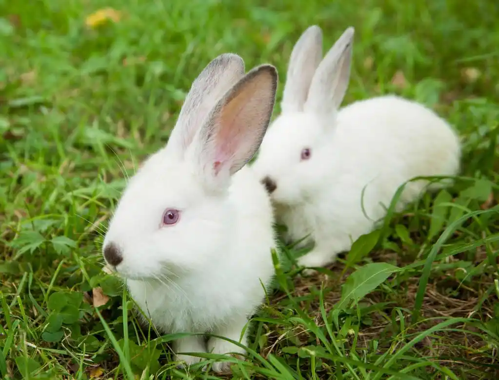 兔小兔子可爱在户外草地上.