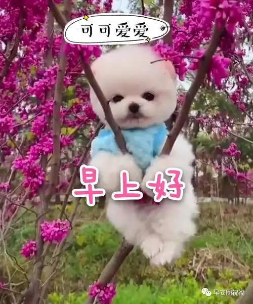 原创最新最美清晨问候动态表情图片 最新早上好表情图片带字