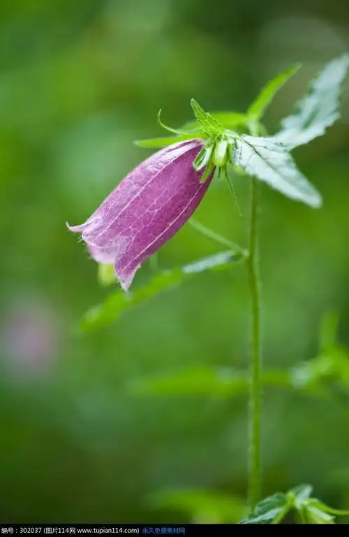 漂亮的粉紫色铃兰花高清图片_花草树木_图片114