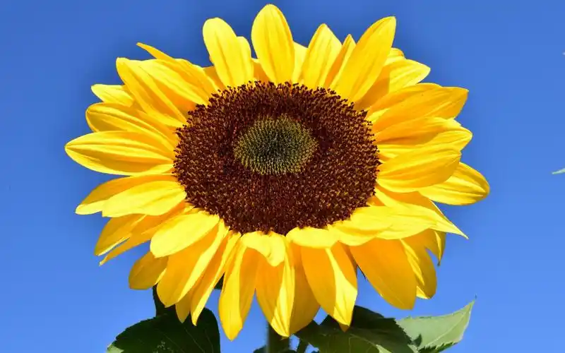 金色向日葵图片壁纸(10/12)