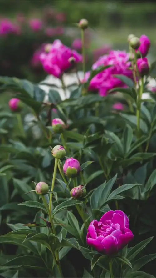 娇艳迷人花朵植物手机壁纸