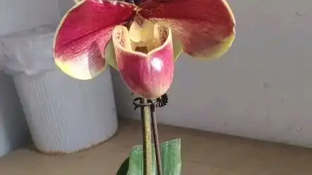 红肉饼兜兰_哔哩哔哩_bilibili