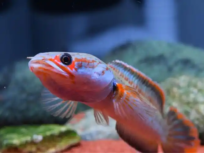 光头流氓之梦幻血斑1型雷龙鱼