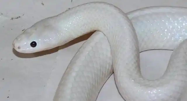 救援人员后来将这条稀有的白蛇交给了领地野生动物园