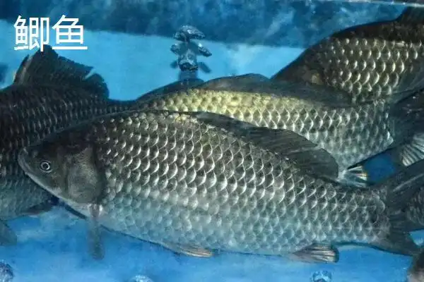 鲫鱼跟鲤鱼的区别在哪里鲤鱼为什么很少有人吃