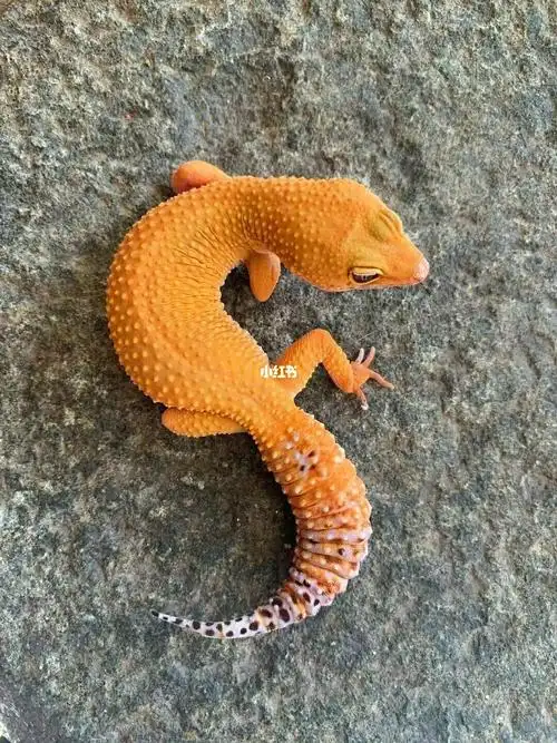 还是蜜橘哈哈哈