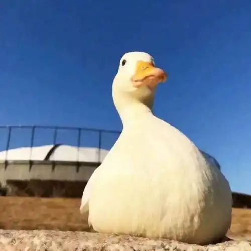 网红大白鸭子头像 最近很火的超高清网红大白鸭图片头像