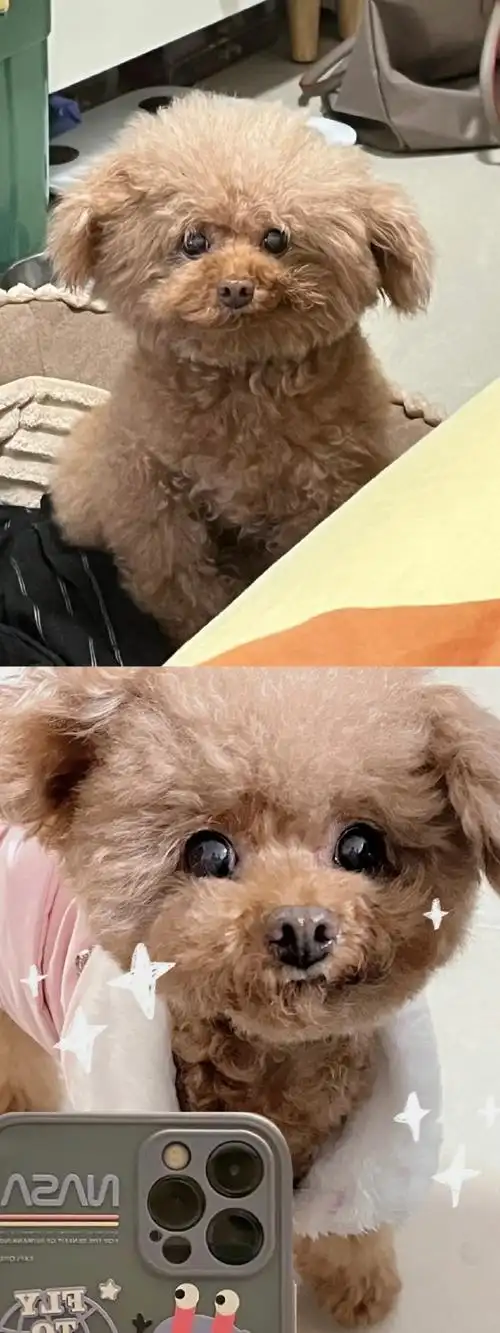 果然狗狗的颜值还得靠造型##微博表白季