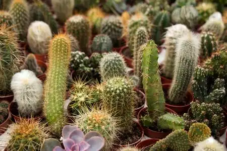 各种不同的植物区系图片