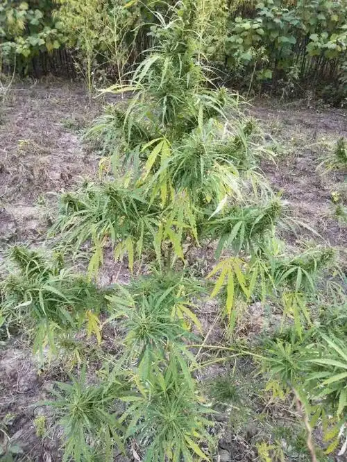 日月峡中草药(459)--火麻仁2