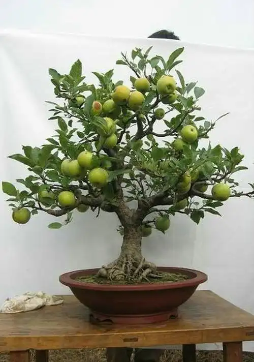 果树盆景欣赏