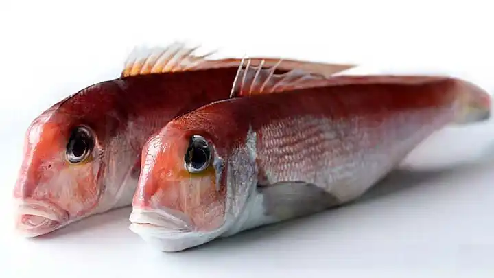 并非方头鱼       应为    隆头鱼科      labridae    颈鳍鱼属