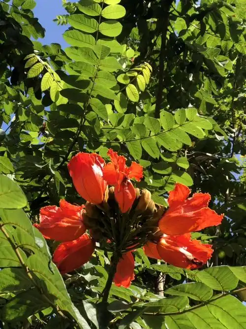 三亚金鸡岭桥头公园