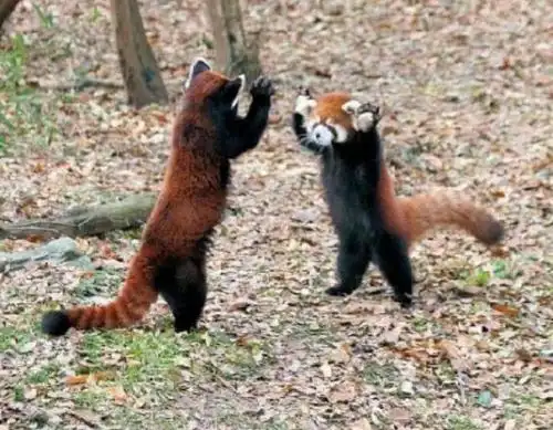 原来小熊猫的这个动作是在威吓对方,我礼貌性的害怕下好了