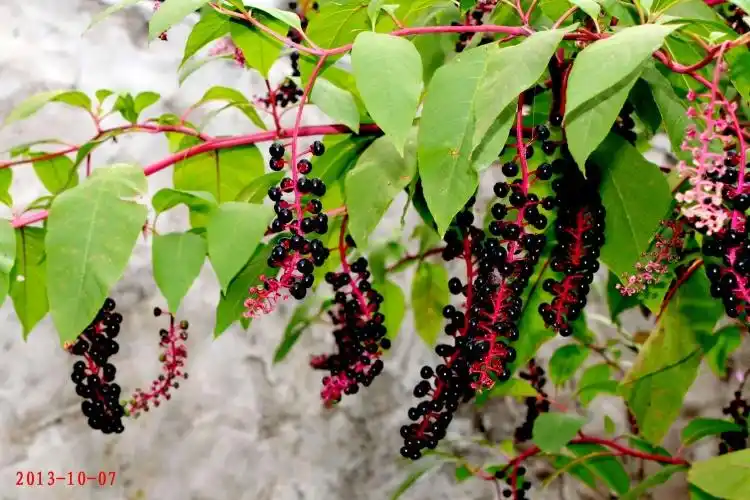 【原创】美州商陆●外来入侵植物