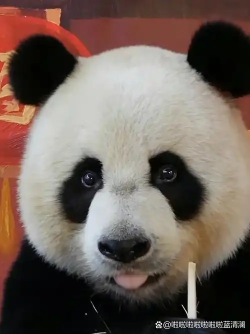 帅帅不愧是浓颜熊,给人一种墨水很足的感觉[温暖][温暖][温暖]