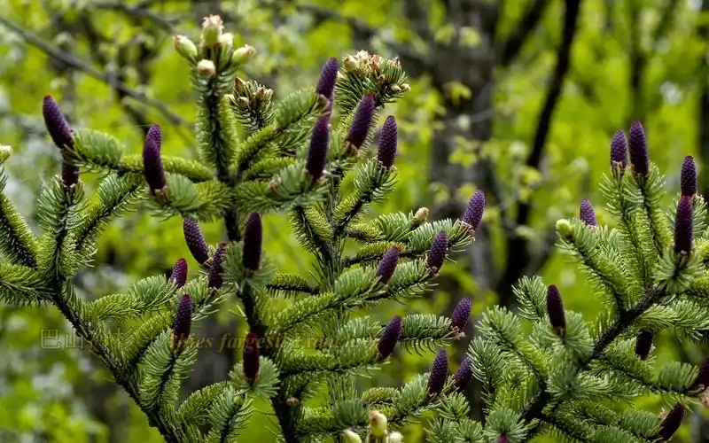 裸子植物——2.松科植物