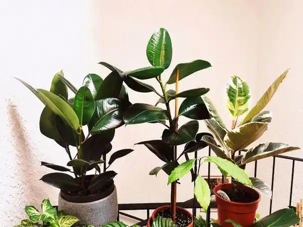 它以其大而美观的叶子和独特的树干形态而备受喜爱.