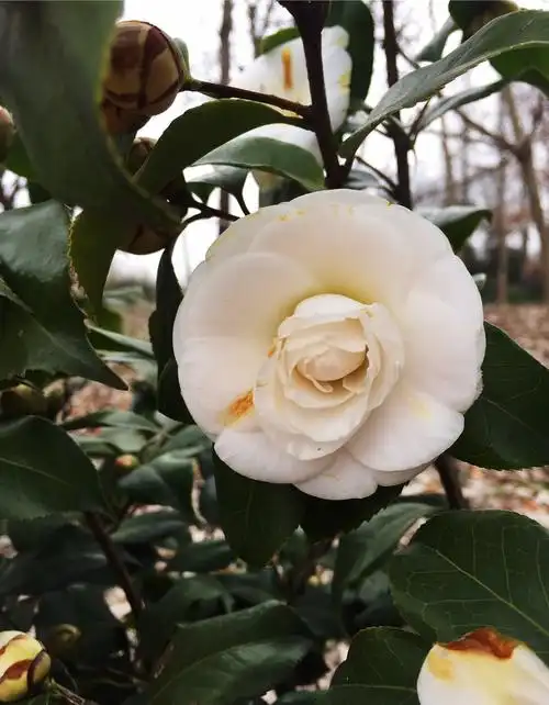 茶花满路为谁开