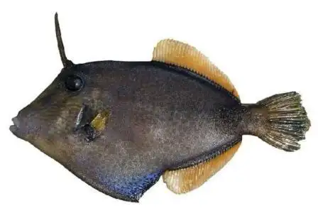 马面鲀是一种鱼类,分为绿鳍马面鲀和黄鳍马面鲀.