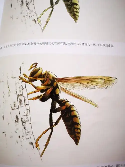 工笔草虫 王永才