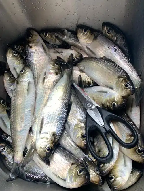 求个鲥鱼的吃法