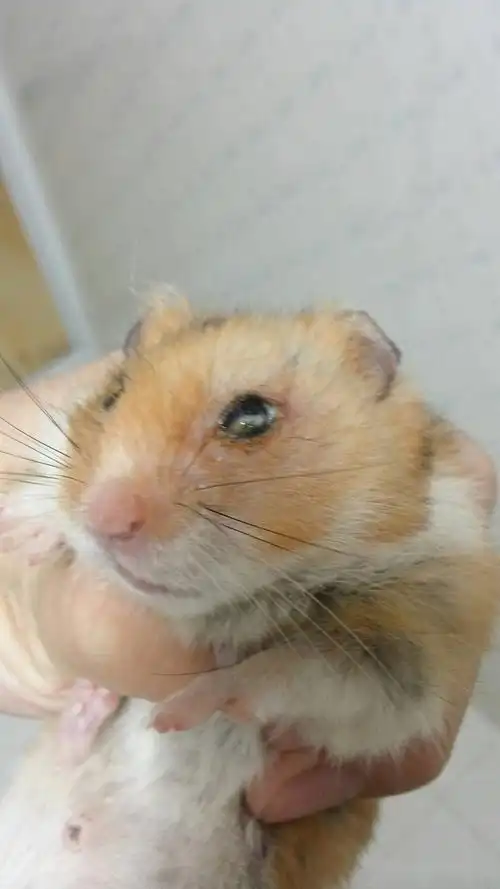 鼠鼠眼睛后面长了肿块眼睛好想也看不建见了只是拍到的这个眼睛 他得