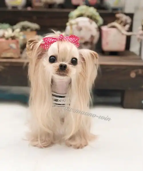 约克夏梗出售金头银背全金夏活体活体幼犬家养狗狗