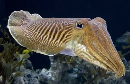 金乌贼养殖技术视频