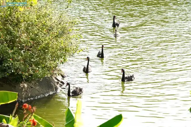 黑天鹅与白天鹅悠然自得,拨开水面激起层层涟漪;或优雅游弋颈项轻弯