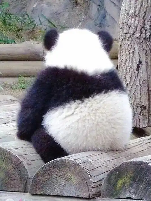 (^^)每次都会被熊猫的小背影萌到一口老血