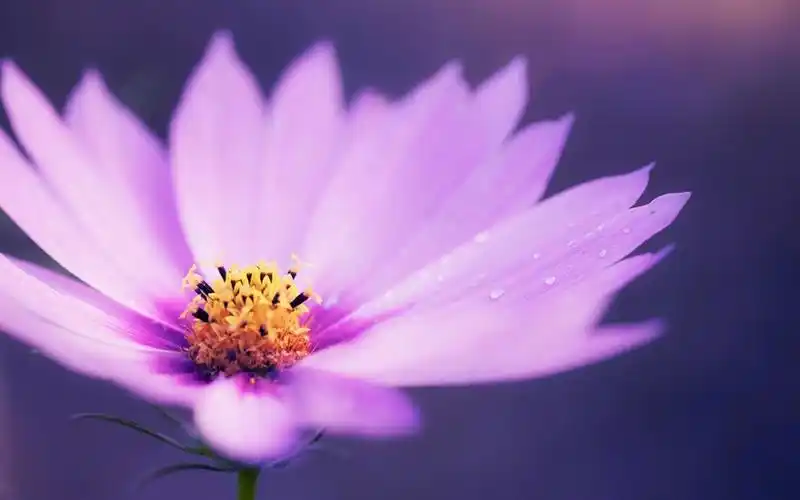 更新时间:2019-01-28 颜色分 绿色 关键词:  唯美意境 花卉 唯美 花朵