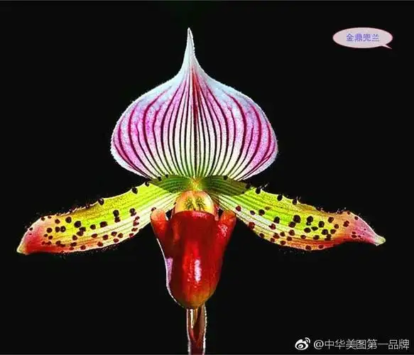 《世界名花影像宝典》 40集 《兜兰》世界五十大名花之一