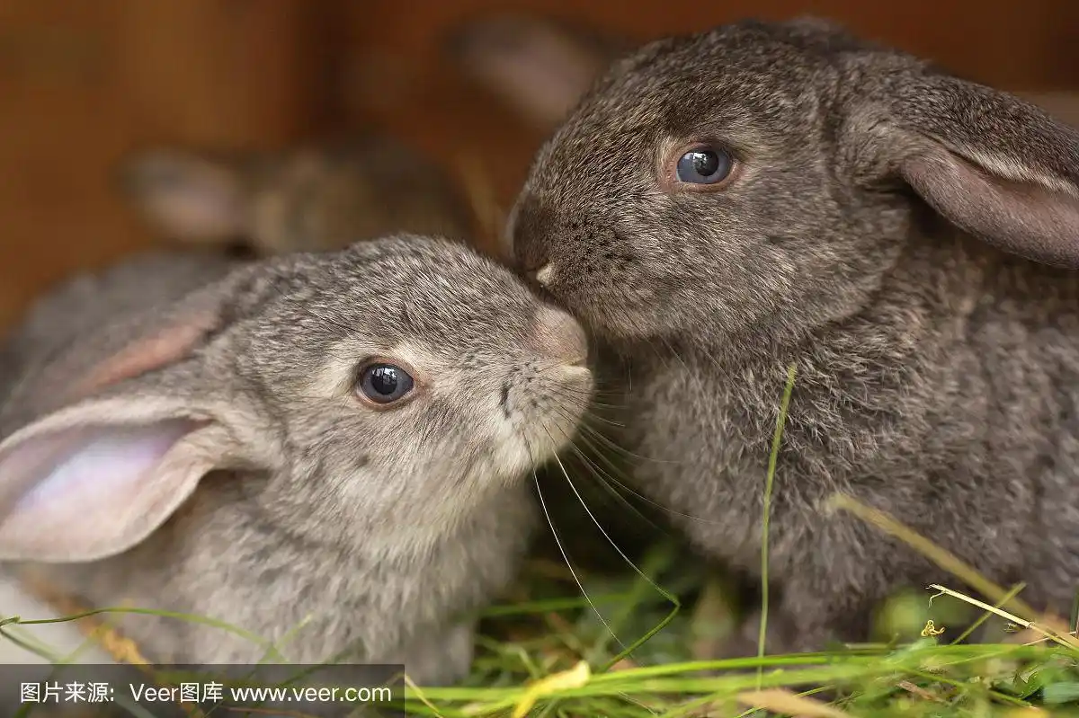 两只毛茸茸的兔子接吻.一对年轻可爱的宠物