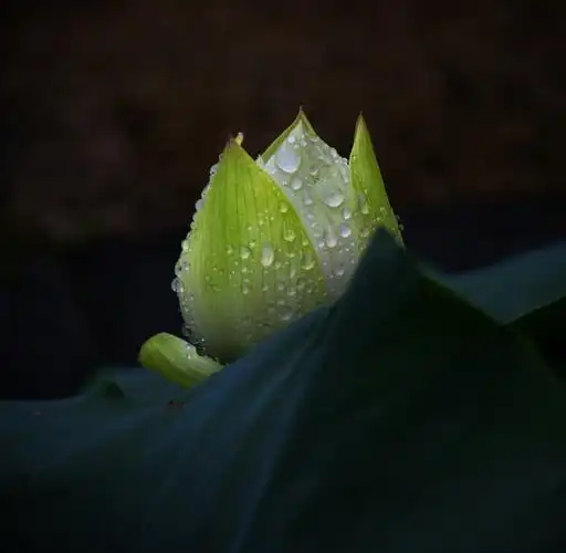 金山公园荷花之恋~雨中拍荷,别有意境.