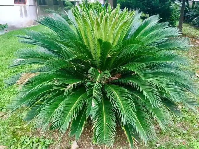 植物界大熊猫苏铁完整基因组图谱首次发布