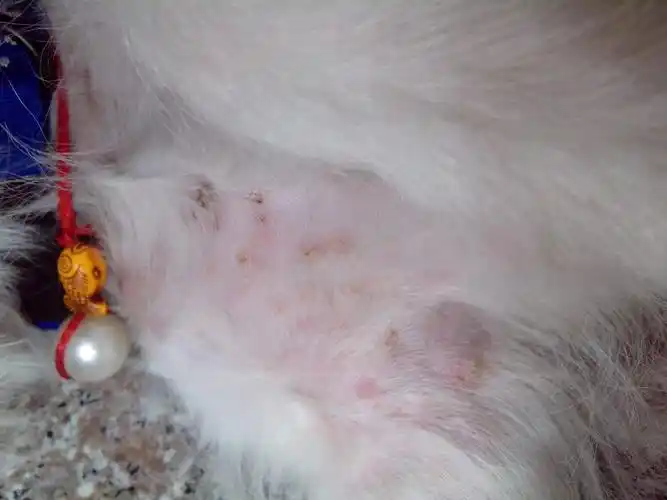 今天突然发现狗狗有很严重的皮肤病 不知道是什么,可以用治疗湿疹的