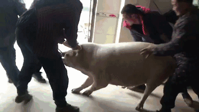 回家,从一顿刨猪汤开始