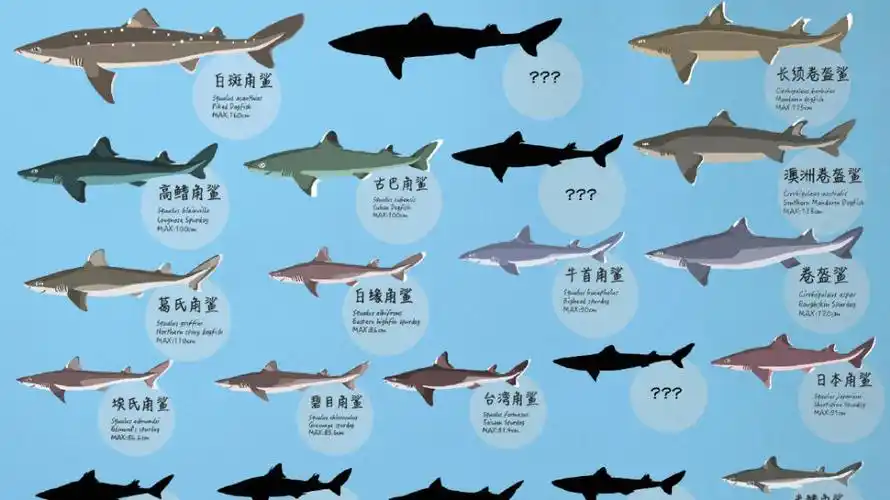 【有趣的鲨鱼大图鉴】第3期【增改版】