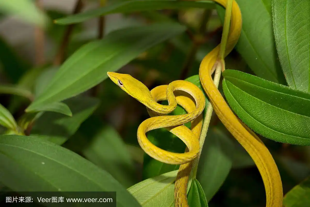 婆罗洲的黄蛇.